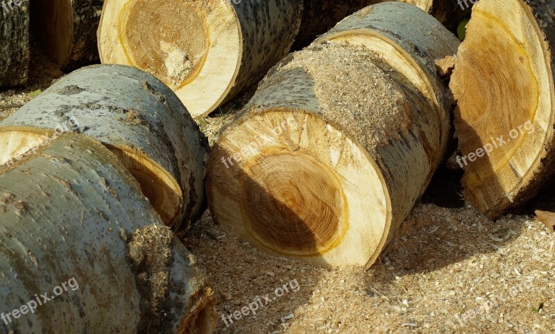 Wood Plane Tree Trunk Woodcutter Logs