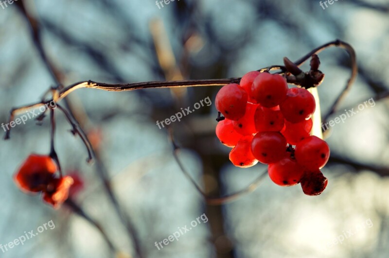 Berry Winter The Sky Slovakia Free Photos