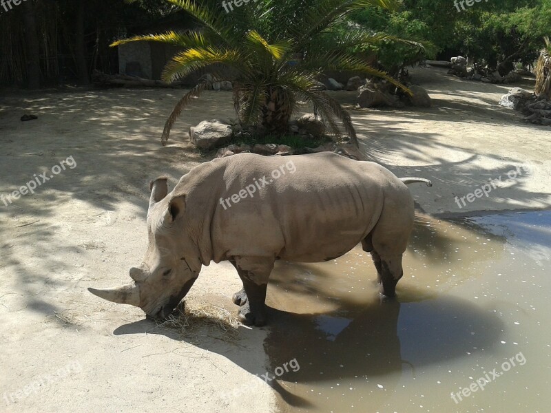 Rhino Buin Zoo Santiago Free Photos