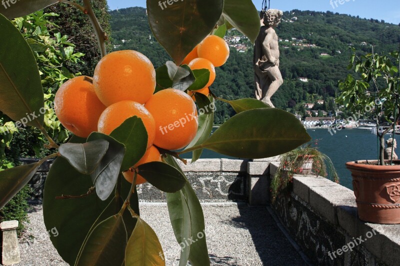 Sun Fruits Tangerines Oranges Lago Maggiore