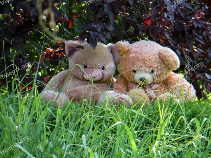 Teddy Teddy Bear Plush Toys Bear Fur