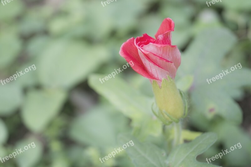 Flower Japanese Macro Free Photos