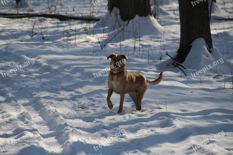 Dog Animal Pet Race Snow