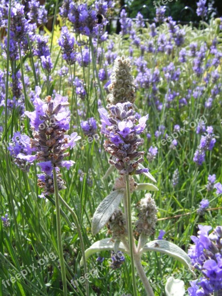 Lavender Nature Field Plant Natural