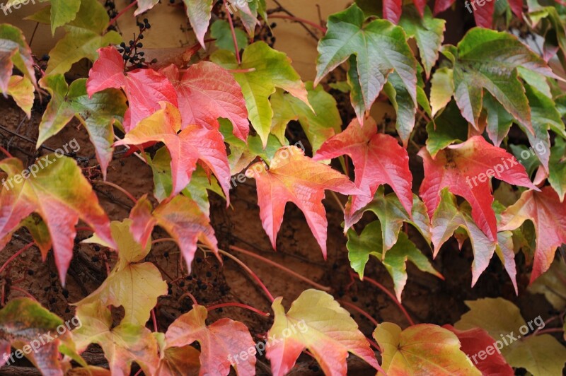 Leaves Autumn Nature Red Winter Leaf