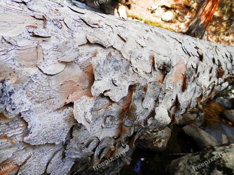 Tree Fallen Old Nature Pattern