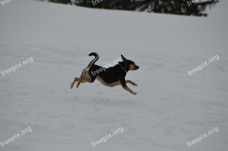 Winter Dog Terrier Jump Snow