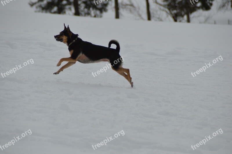 Winter Dog Terrier Run Race