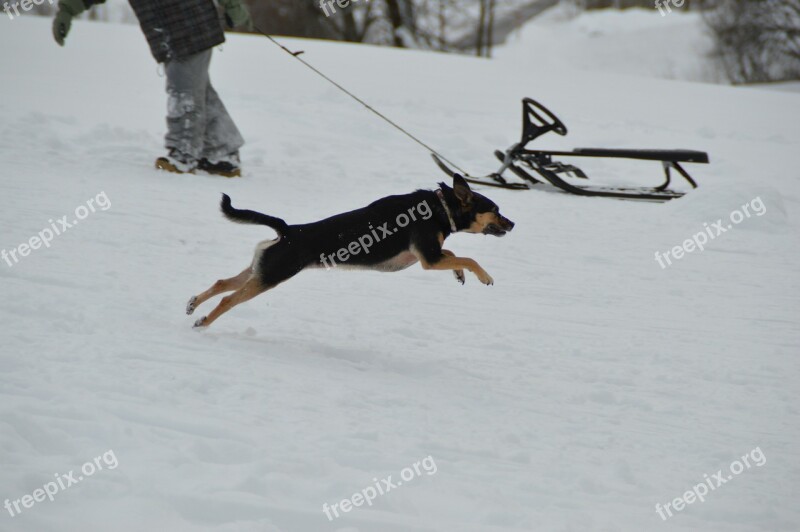 Winter Dog Terrier Toboggan Snow