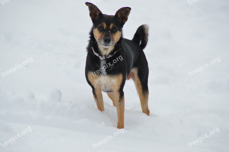 Winter Snow Dog Terrier Free Photos