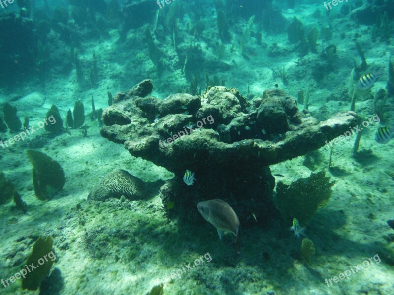 Coral Ocean Fish Tropical Reef