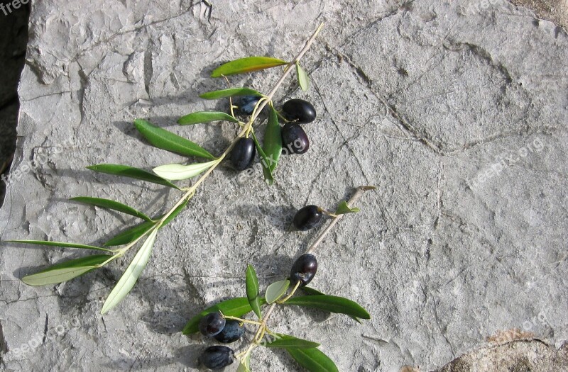 Olive Fruit Stone Food Summer