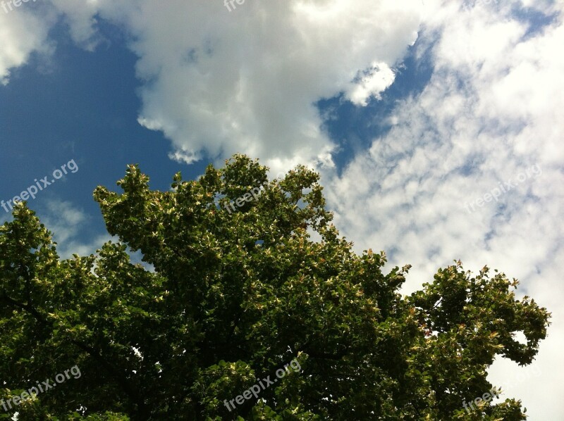 Clouds Sky Dragon Blue Clouds Form