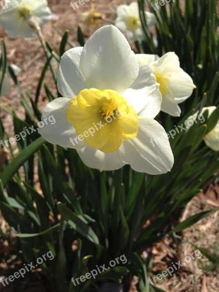 Daffodil Flower Spring Green Easter