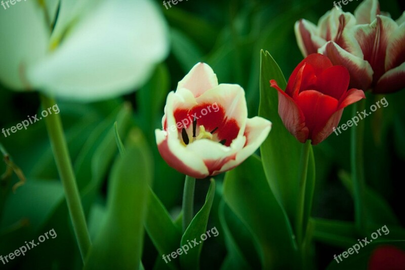 Tulip Flowers Spring Nature Flower