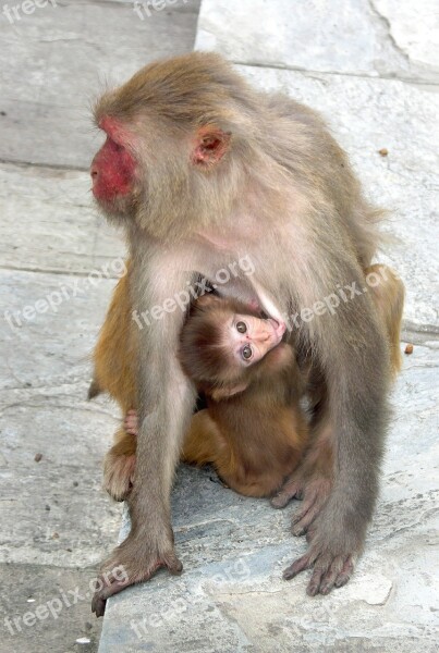 Monkey Monkey With A Cub Nepal Monkey Shrine Swayambhunath Temple