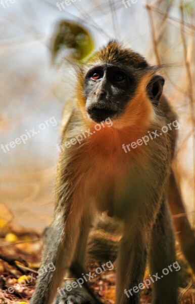 Baboon Chamka Monkey Africa Senegal Animal