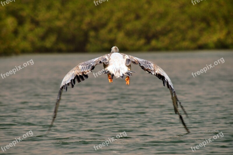 Pelican Bird Flight Africa Nature