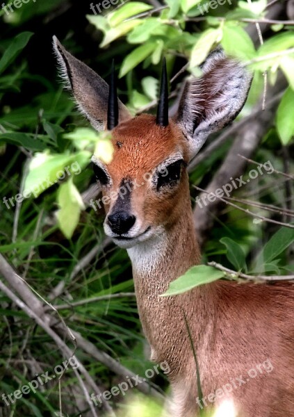 Rural Endemic Juvenile Kruger Park Safari South Africa