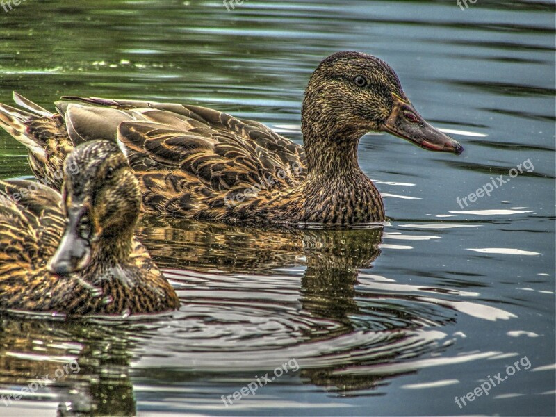 Duck Dick Lake Cocks Free Photos