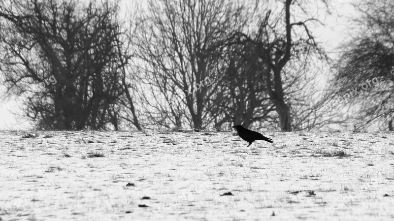 Winter Crow Cold Karg Snow