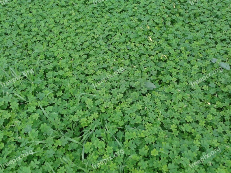 Shamrocks Prato Green Free Photos