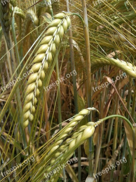 Cereals Grain Ear Field Food