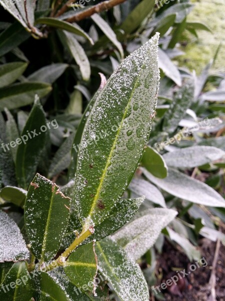 Leaf Green Plant Natural Nature