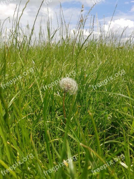 Dandelion Lint Flora Free Photos