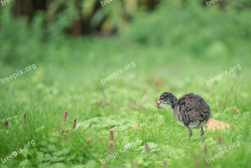 Duck Chicken Young Animal Water Bird Plumage