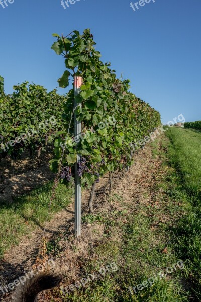 Vineyard Vines Winegrowing Wine Vine