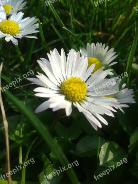 Daisy Dandelion White Macro Flower