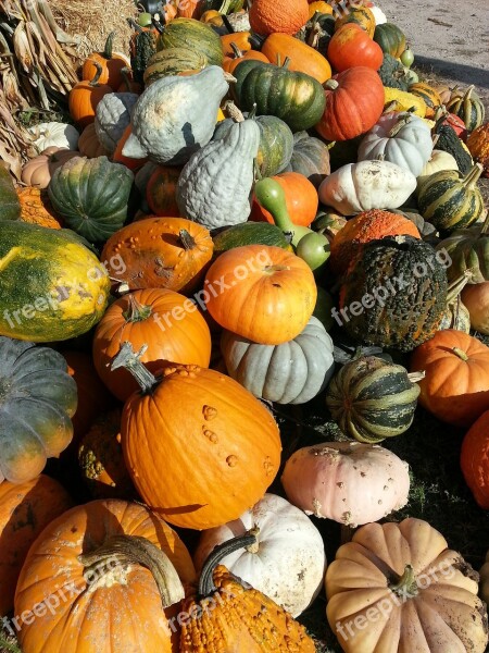 Autumn Fall Squash Thanksgiving October