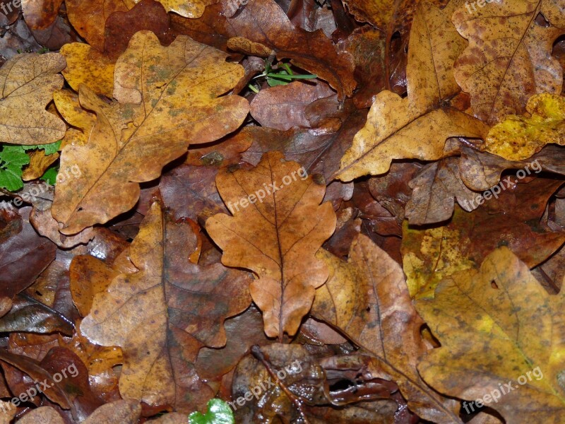 Leaves Autumn Fall Nature Red