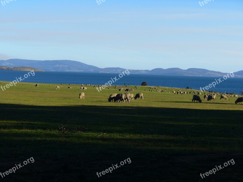 Sheep Field Pasture Mountain Farm