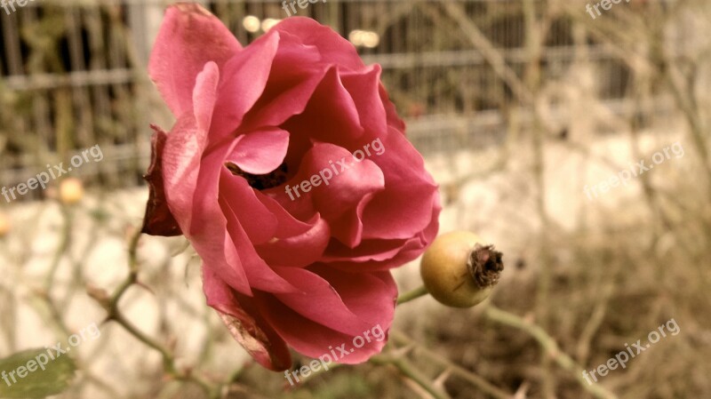 Rose Flower Blossom Bloom Plant