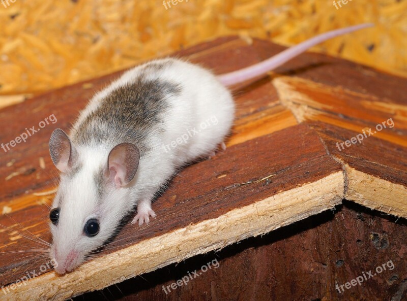 Mouse Mastomys Cute Nager Rodents