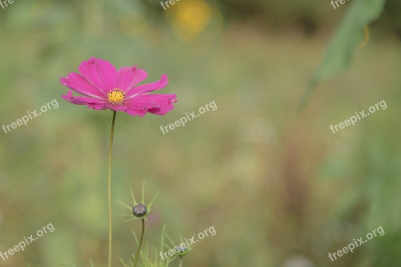 Primrose Flower Plant Wild Herb Wild Plant