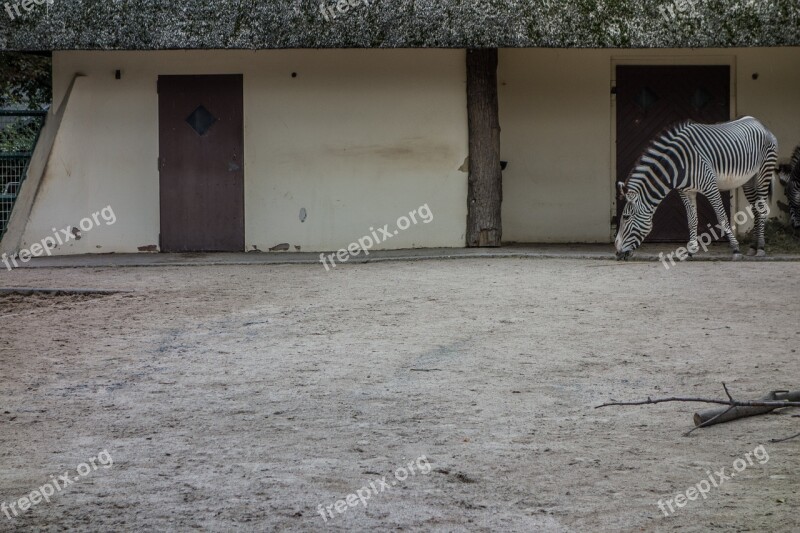 Zebra Stall Perissodactyla White Structure