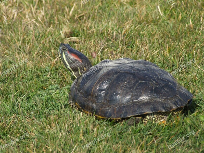 Turtle Terrapin Florida Turtle Chelonien Reptile