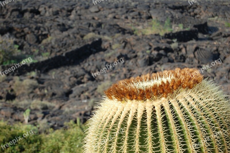 Barren Landscape Karg Cactus Nature Dry