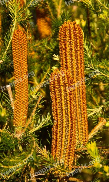 Banksia Flowers Australia Native Orange