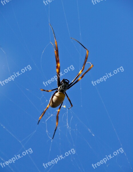 Spider Spider Web Orbweaver Spider Web Female