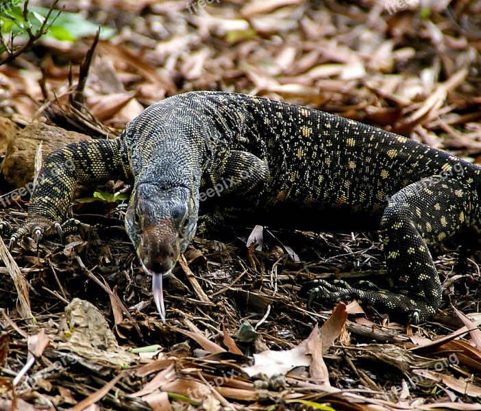 Monitor Lizard Goanna Reptile Wildlife Tongue