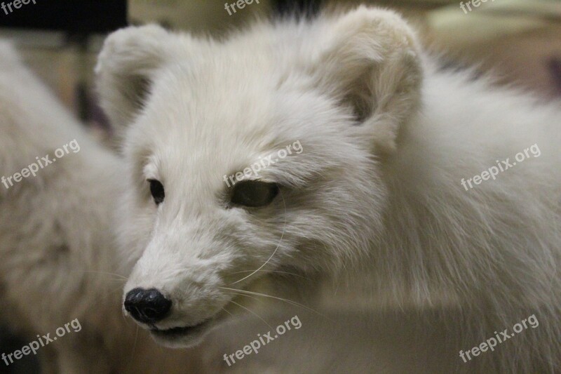 Taxidermy Fox White Natural History Free Photos