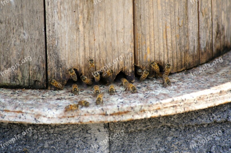 Bee Honey Collecting Nectar Free Photos