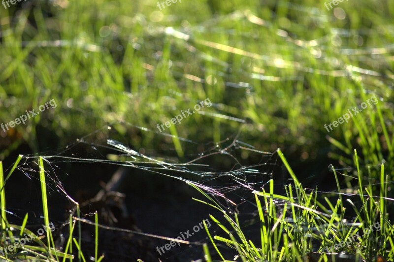 Spider Webs Grass Ground Green Summer