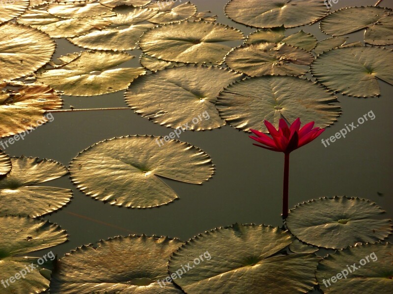 Water Lily Aquatic Plant Pond Free Photos