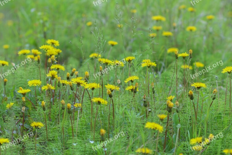 Dandelions Glade Green Handsomely Summer