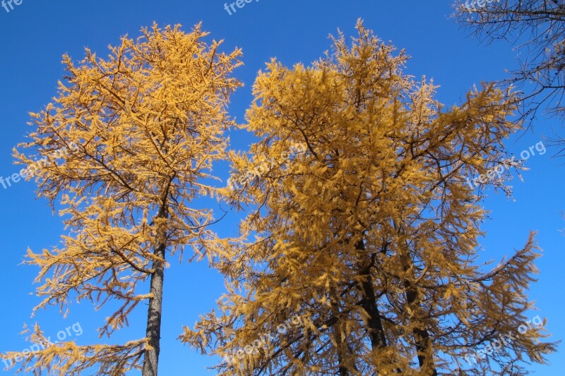 Autumn Trees Larch Golden Autumn Sun